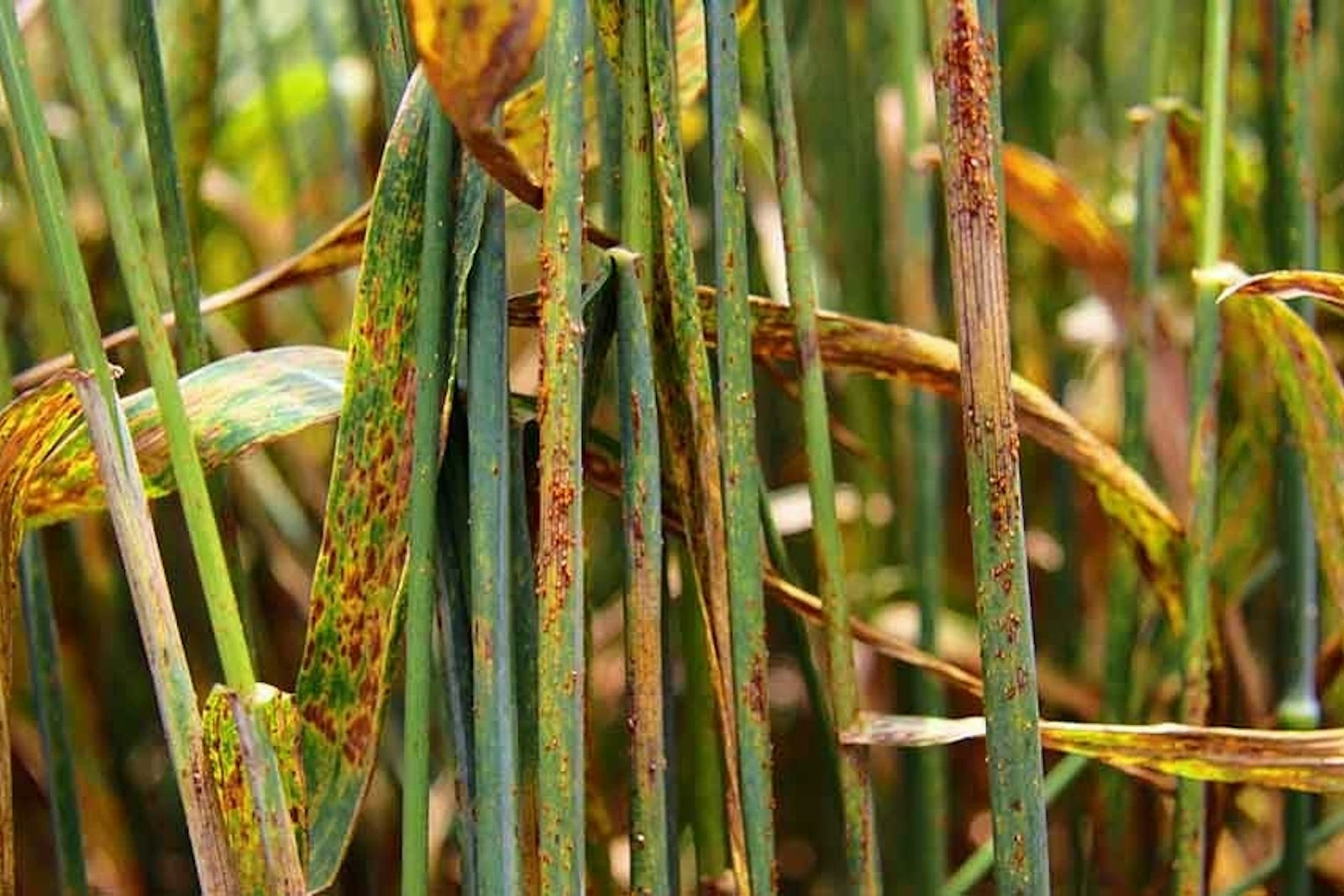 Leaves showing signs of rust disease