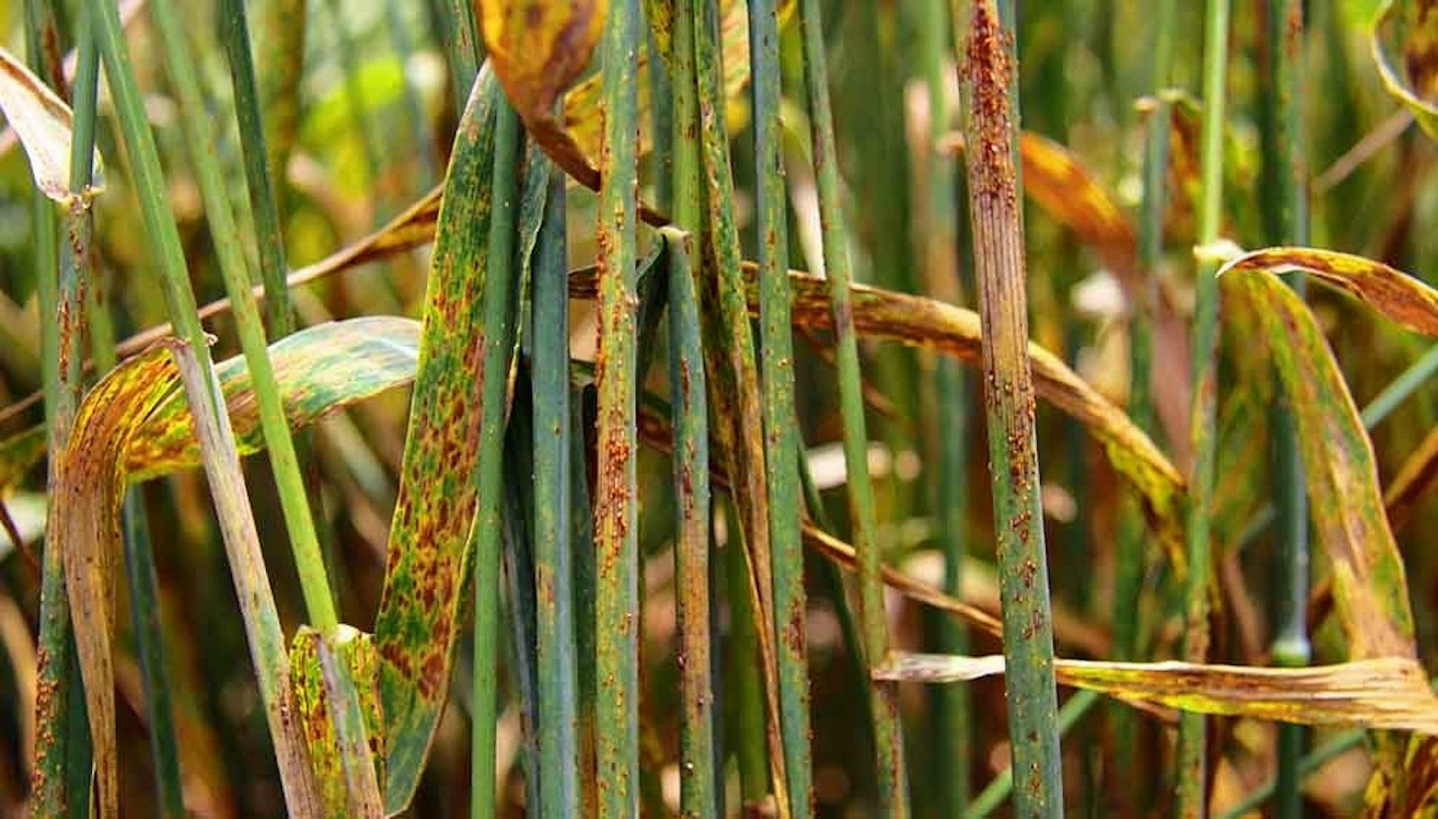 Leaves showing signs of rust disease