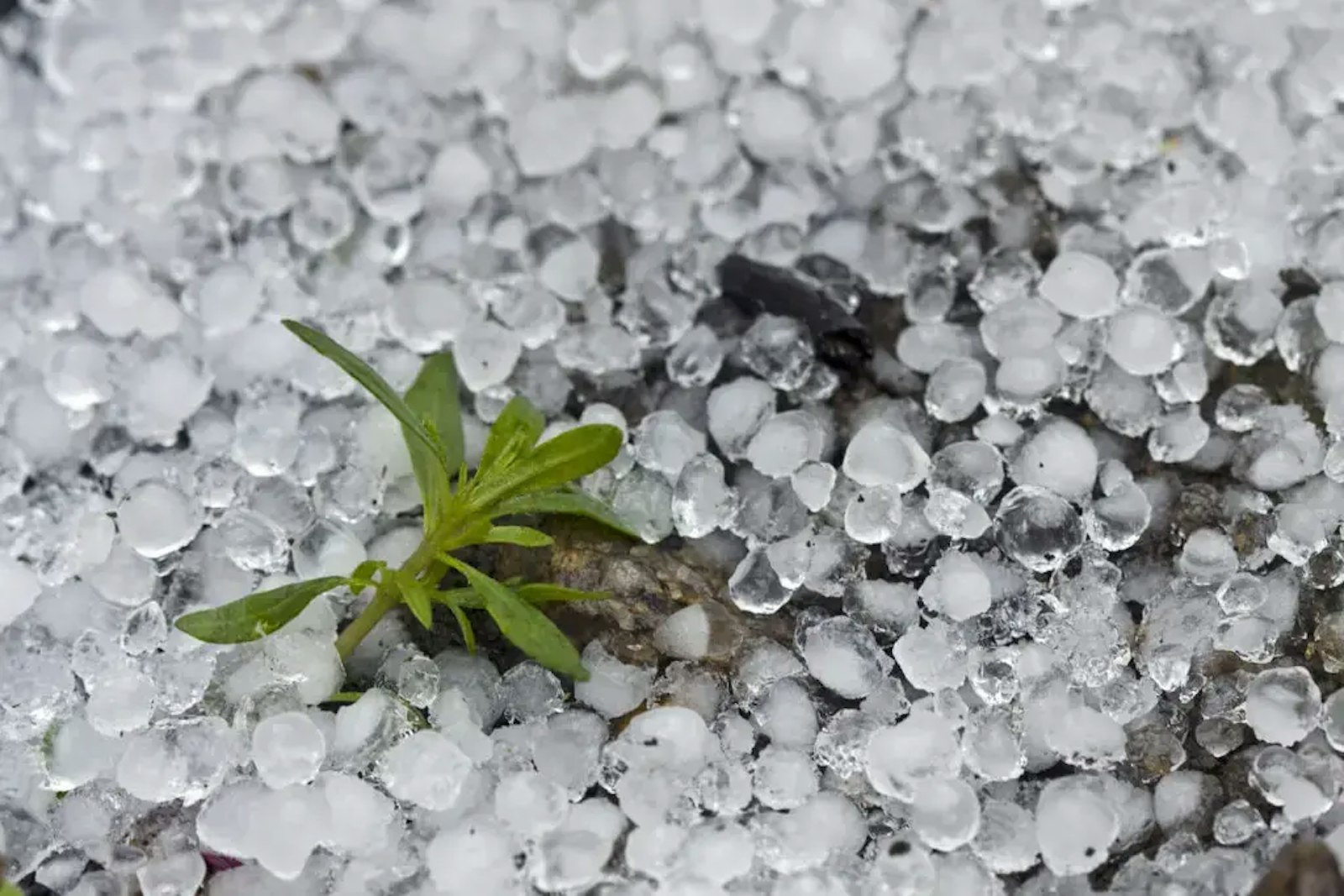 Hailstones on the ground