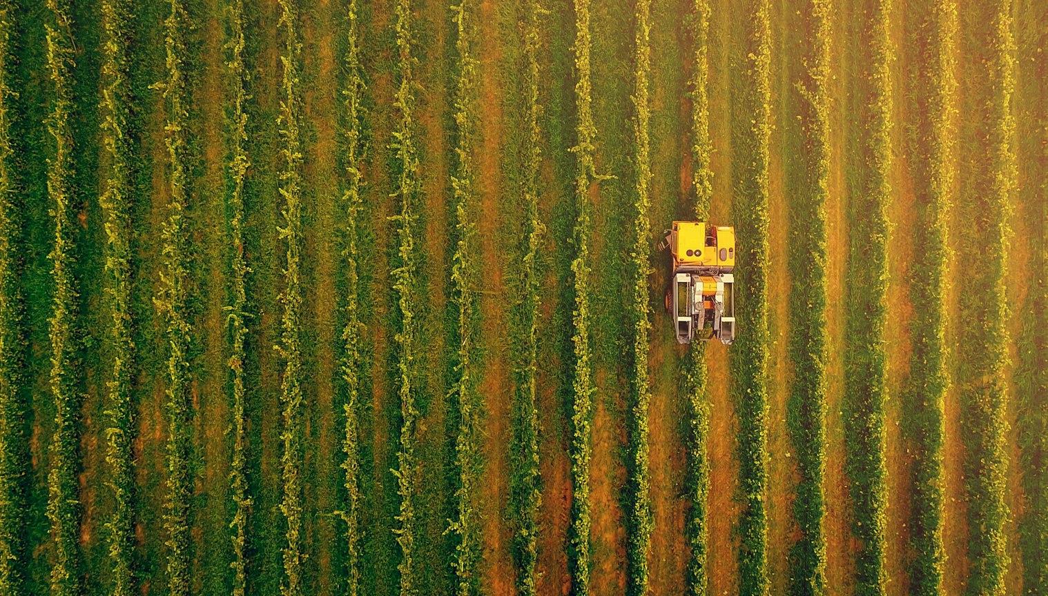 Illustration for the post “Cooling Crops in a Heating World: Foam for Extreme Heat Protection”
