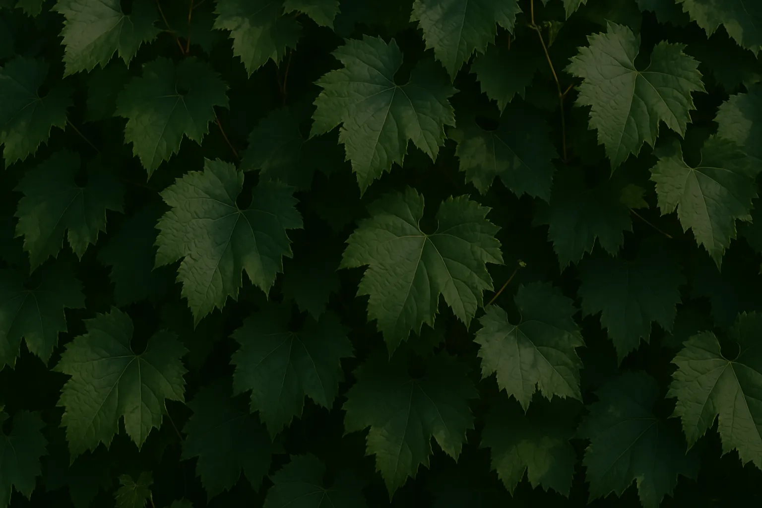 vine leaves