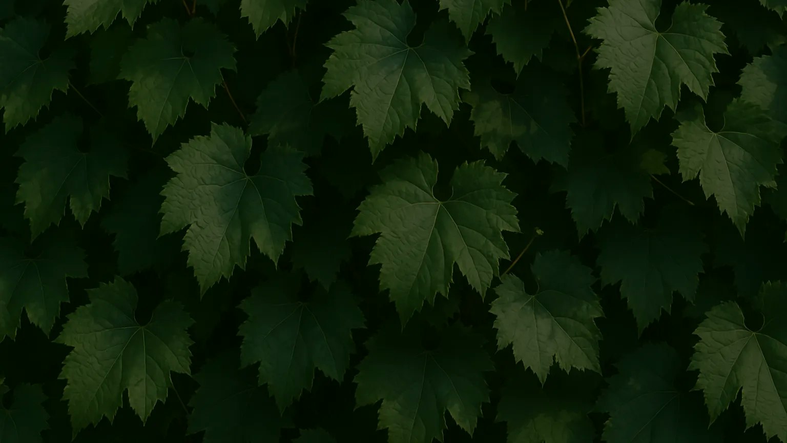 vine leaves