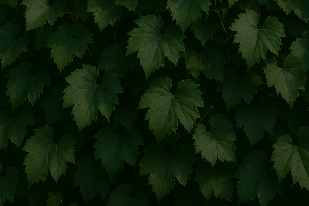 vine leaves