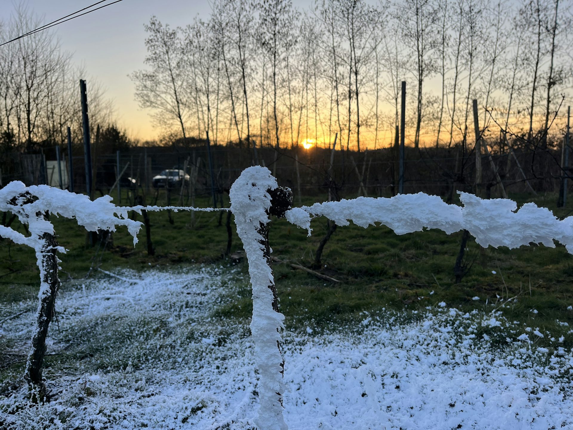 A vine wire coated in Frosco foam at sunset