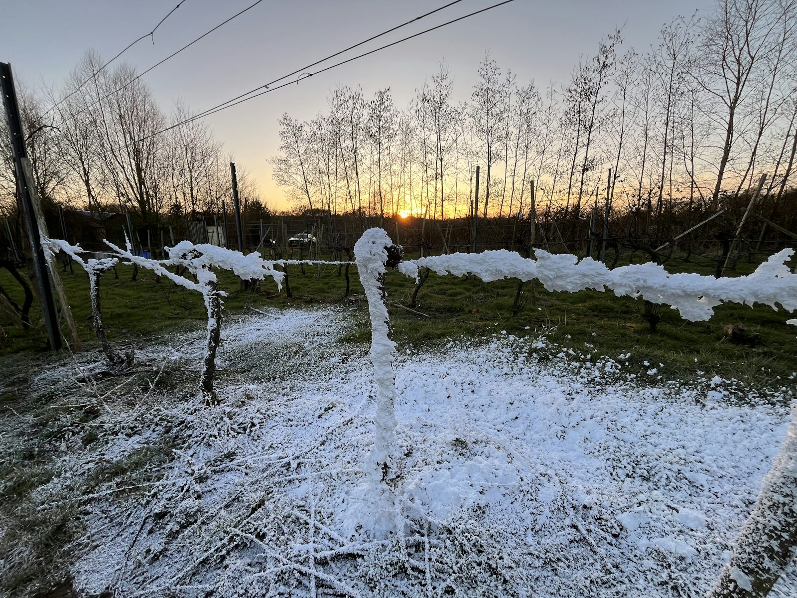 Frosco foam on vines and the ground of a vineyard at sunset