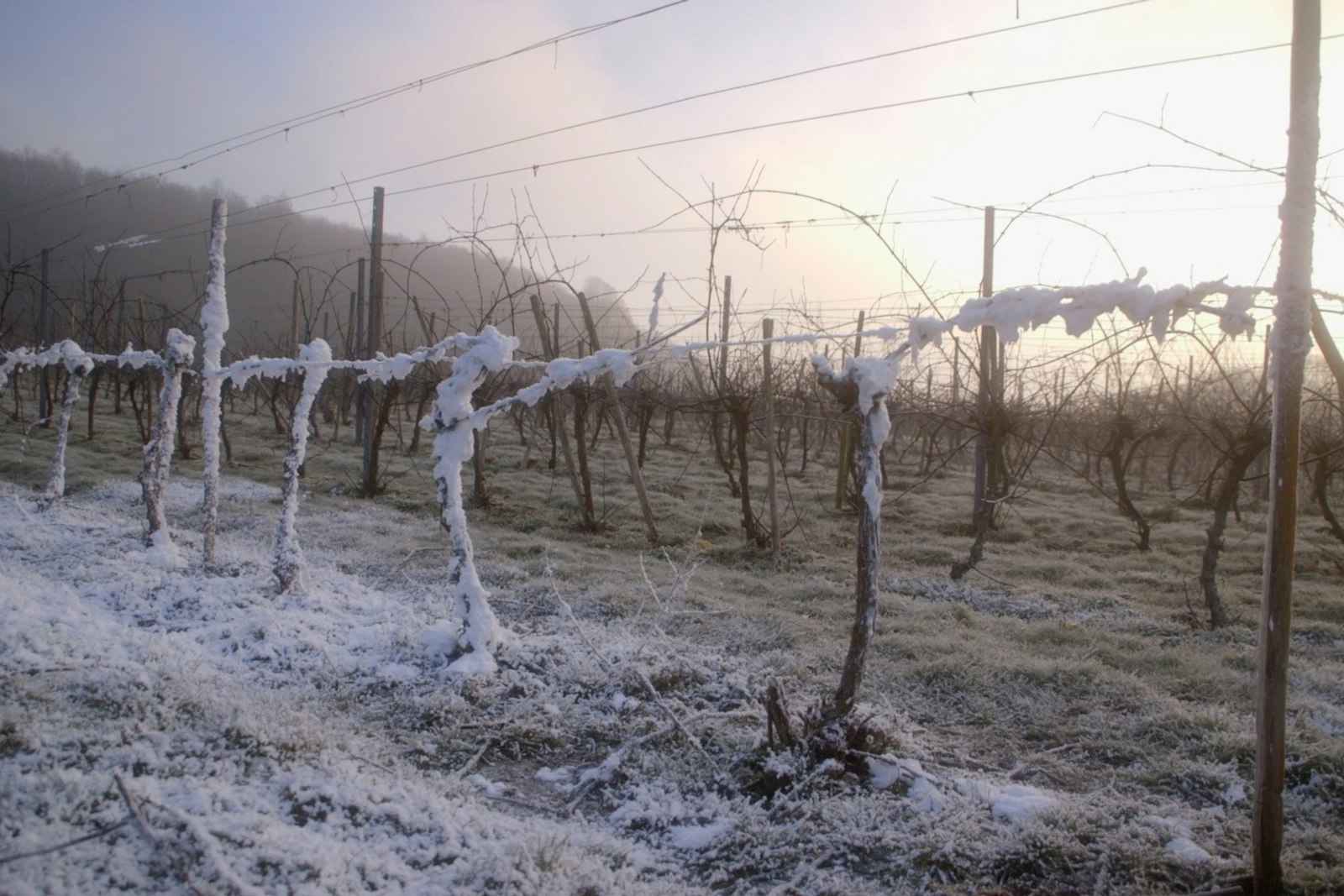 Foam-coated vines in a misty vineyard at dawn