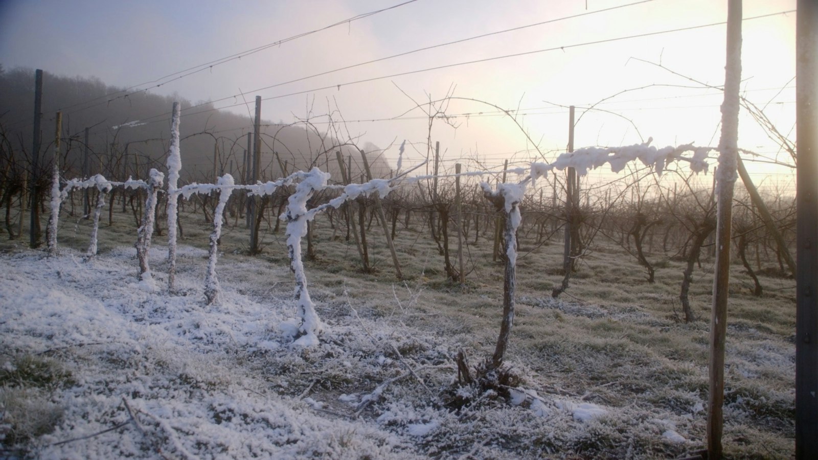 Foam-coated vines in a misty vineyard at dawn