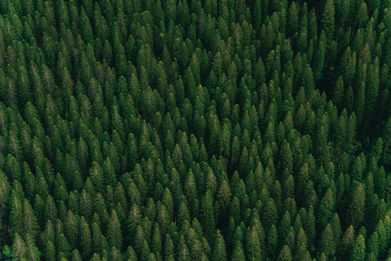 Aerial view of a dense evergreen forest