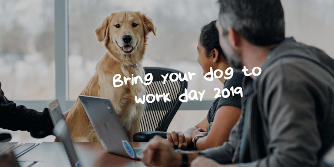 5 steps to dog-proofing your workplace hero image