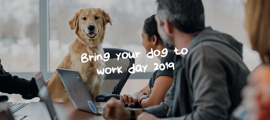 5 steps to dog-proofing your workplace hero image