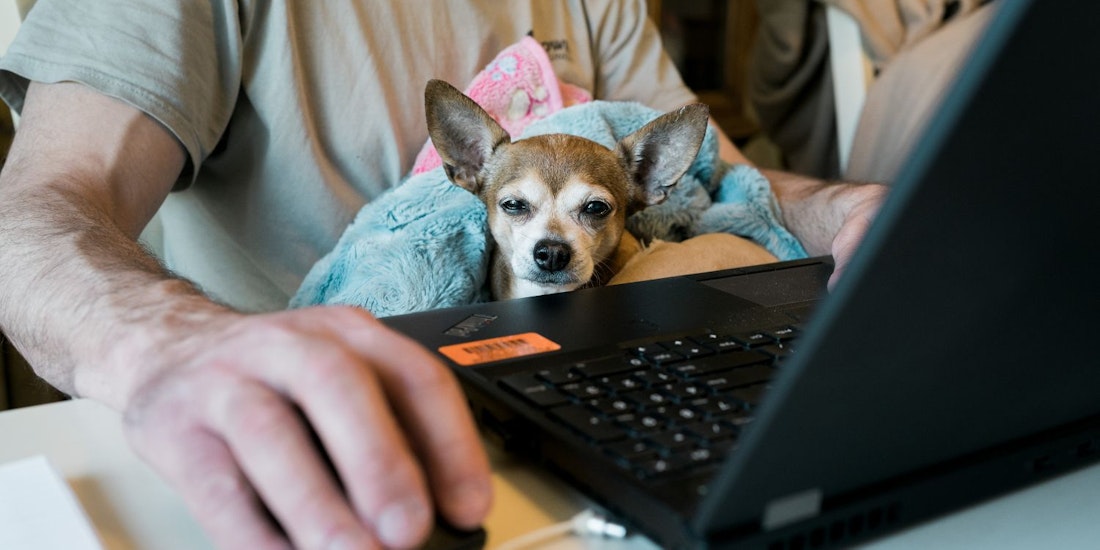 male working at laptop holding a small dog