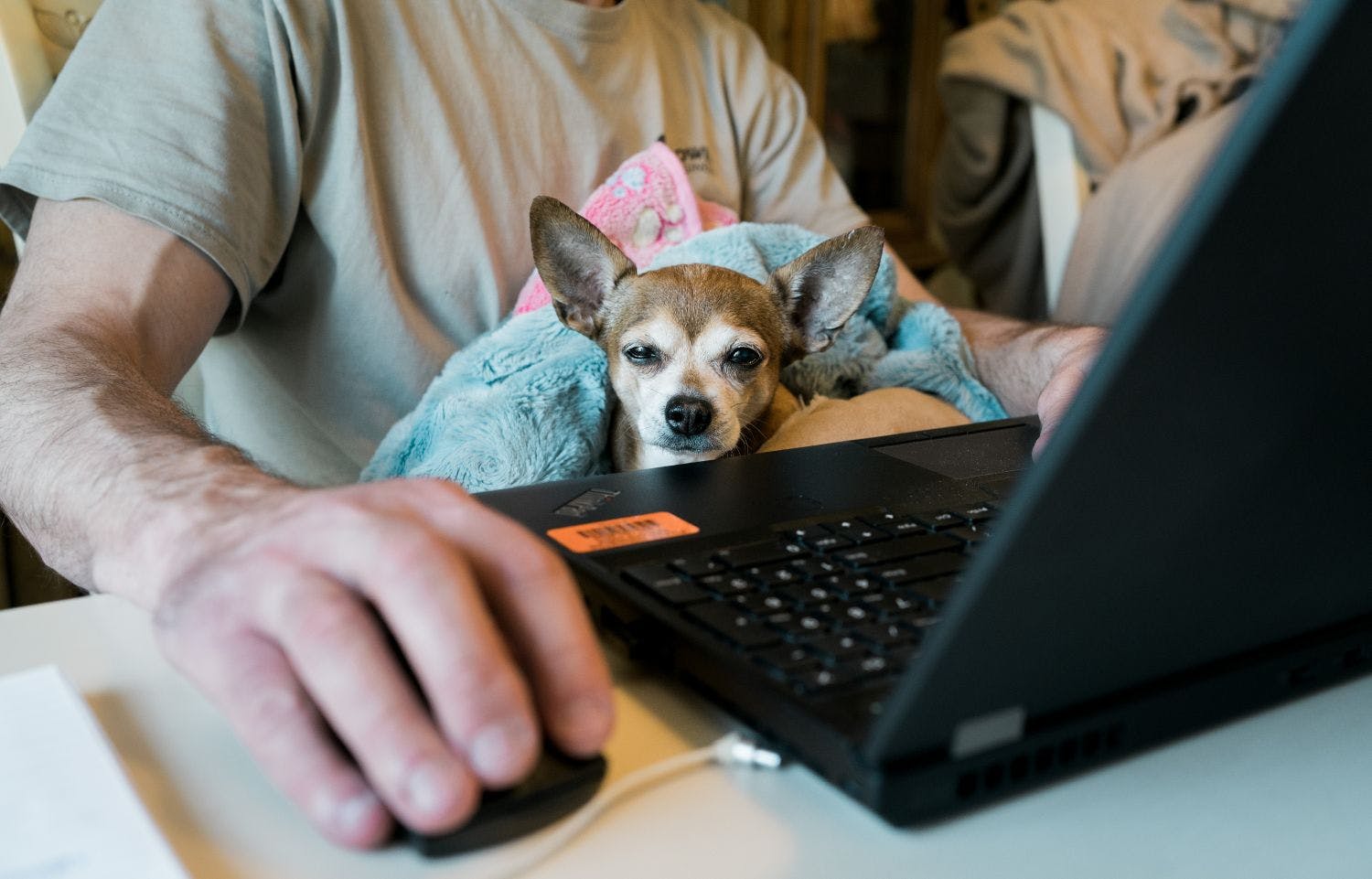 male working at laptop holding a small dog