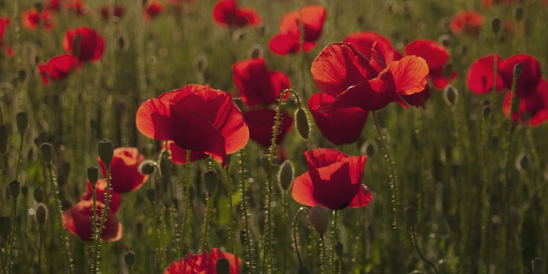 How to manage public holiday obligations this Anzac Day and beyond hero image