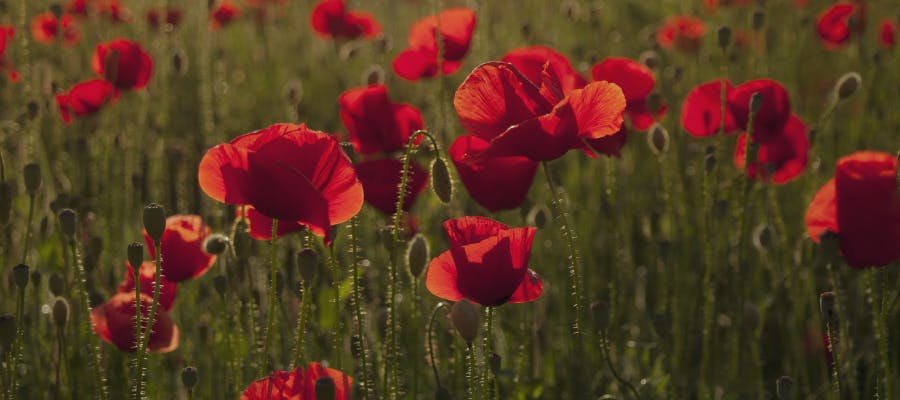 How to manage public holiday obligations this Anzac Day and beyond
