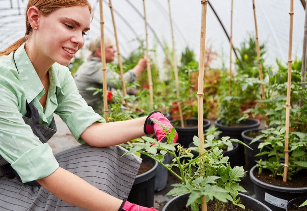 Apprentice working in garden centre