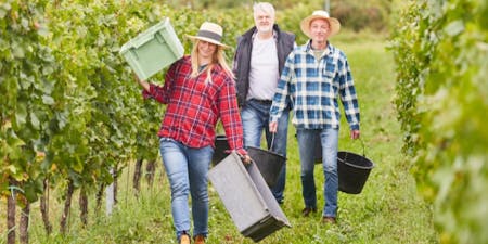 seasonal workers Three individuals, employed as seasonal workers, are seen carrying buckets and boxes in a vineyard during harvest time.