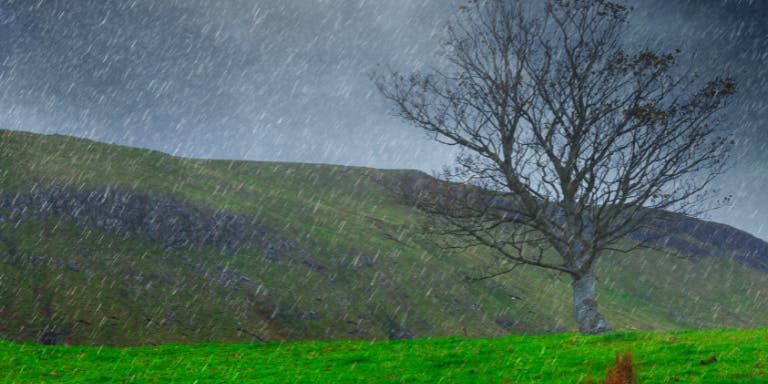 Stormy weather effects on businesses A tree in Storm Darragh