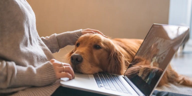 Female employee enjoys flexible working while sitting with laptop and dog comfortably resting on lap.