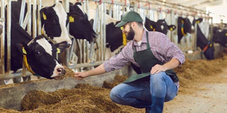 Farmer feeding cows in stable.