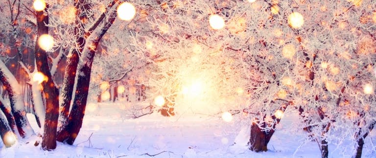 Seasonal staff blog header Image of trees and lights in a snowy landscape