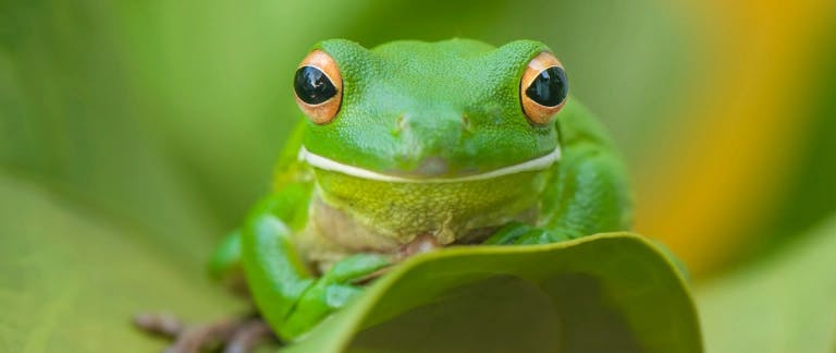 Blog header image of a frog on a leaf