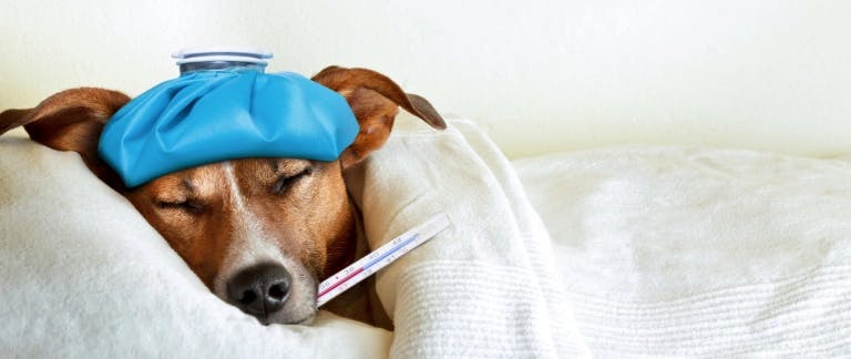 A photo of a brown dog sleeping on a pillow and under a blanket, with an ice pack on its head and a thermometer in its mouth