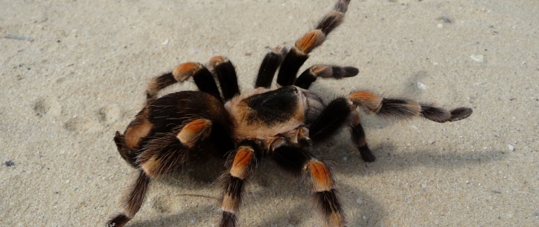A photo of a red-kneed tarantula on a sandy floor