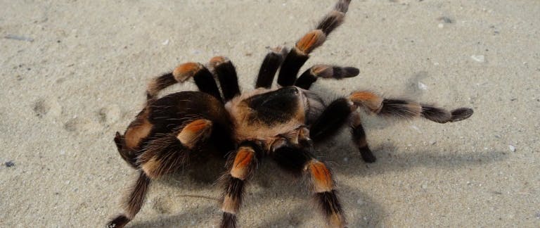 A photo of a red-kneed tarantula on a sandy floor