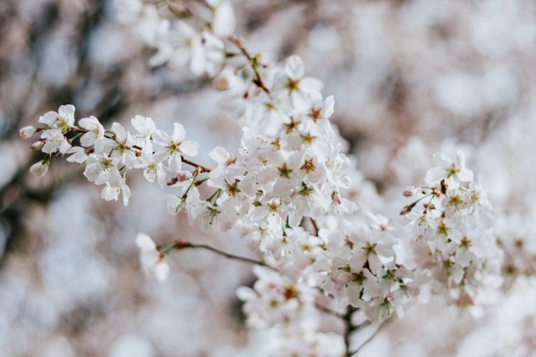 A close-up view of a cherry blossom tree branch adorned with white flowers in full bloom. The branches are slightly blurred, emphasizing the delicate nature of the flowers. The background is a soft pinkish hue, providing a serene backdrop to the scene. The image does not contain any discernible text or countable objects. The relative positions of the objects are such that the branches are centrally located, with the flowers scattered throughout.