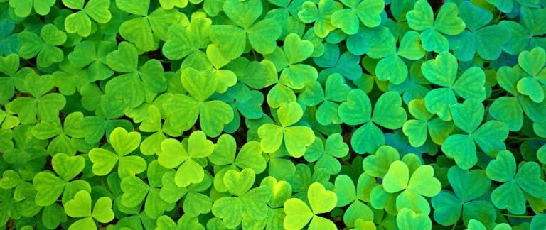 How to manage public holidays like a charm this St. Patrick’s Day hero image How to manage public holidays like a charm this St. Patrick’s Day hero image