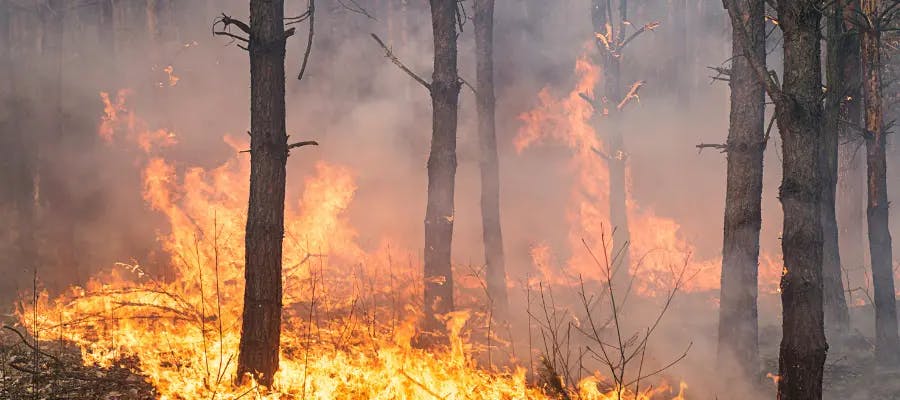 Forest wildfire producing thick smoke and flames in a wooded area. ( Forest wildfire producing thick smoke and flames in a wooded area. (
