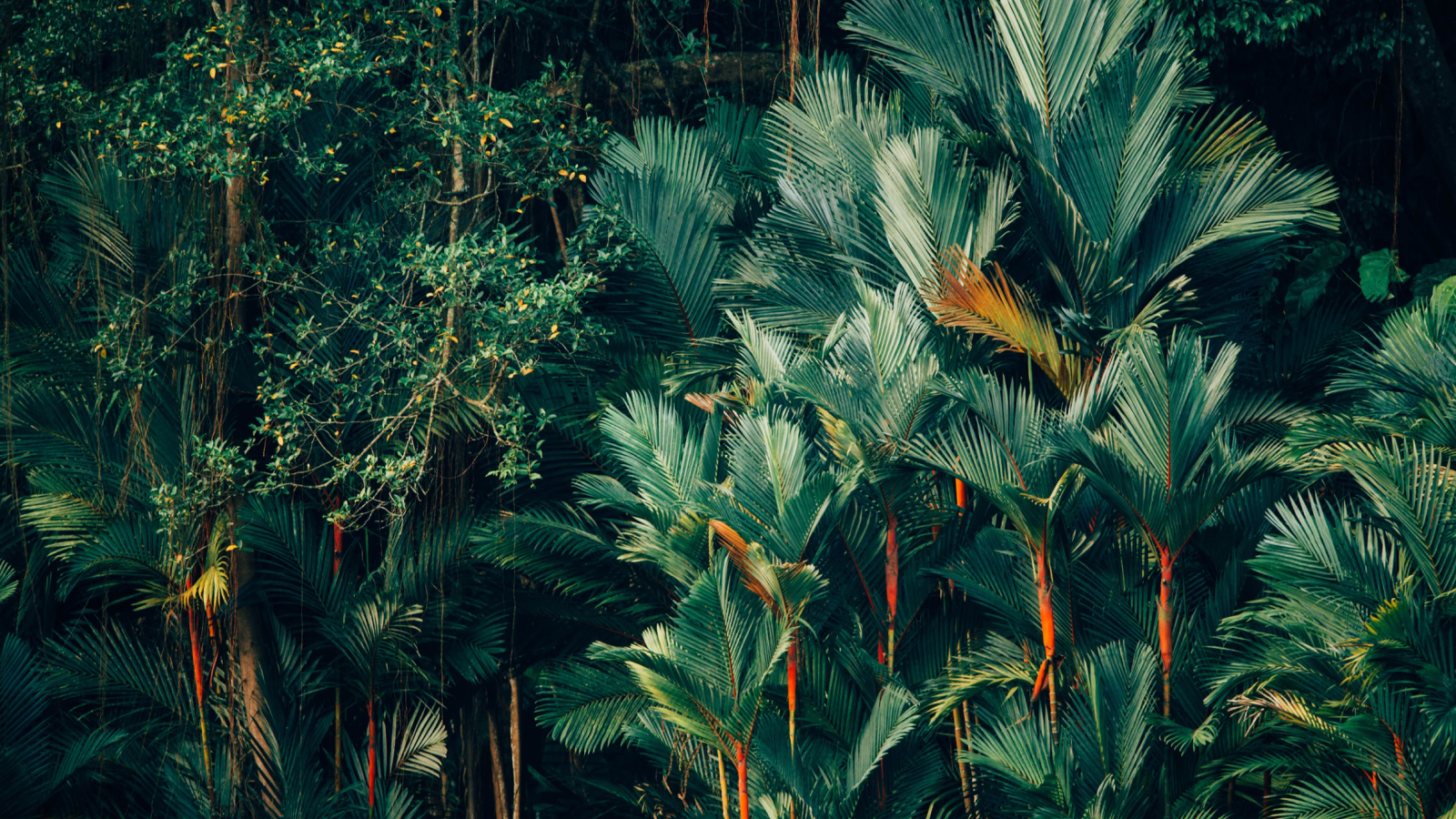 Urban Jungle, project created at Fortnight Studio