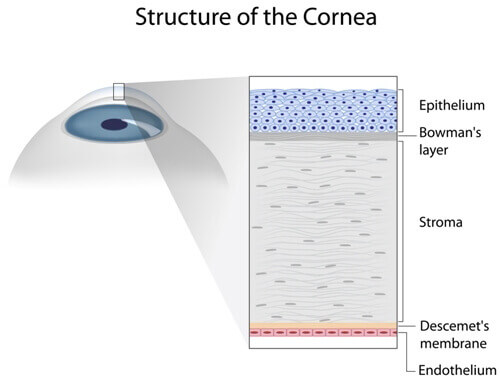 Structure of the cornea medical illustration