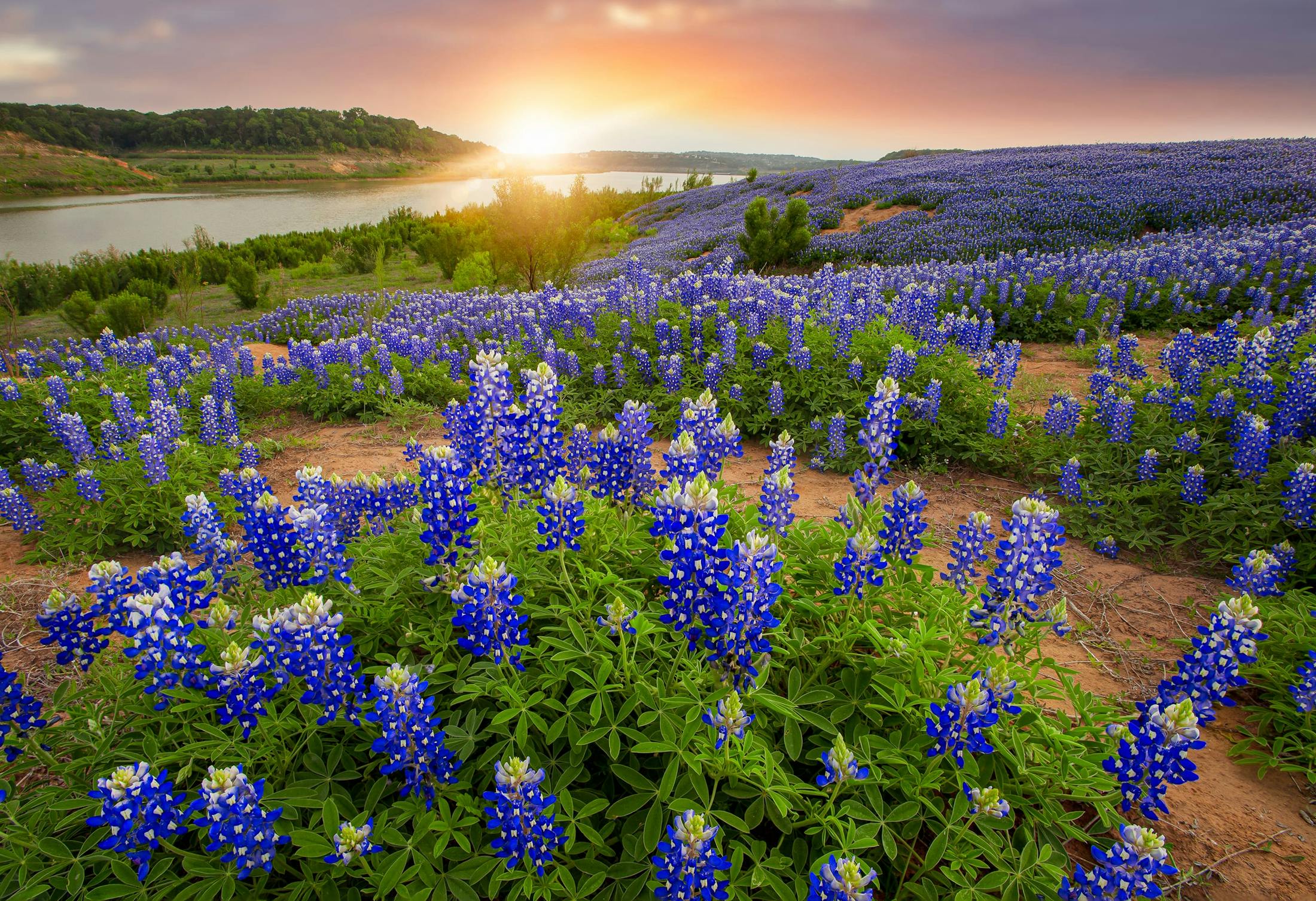 flowers and sunset
