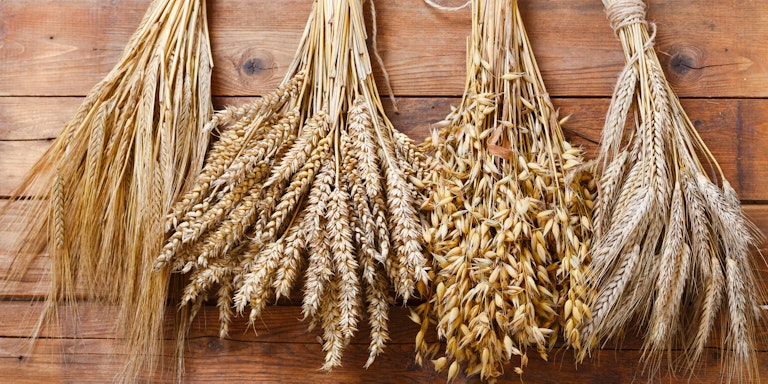 了解你的肠道:麸质指南