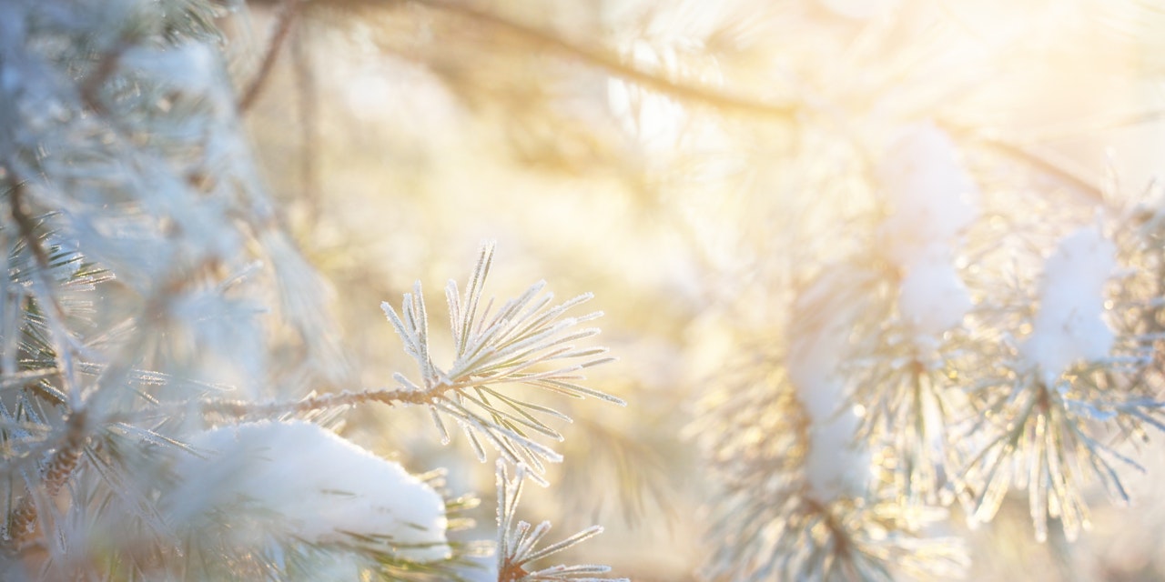 Sun shining on a snowy tree