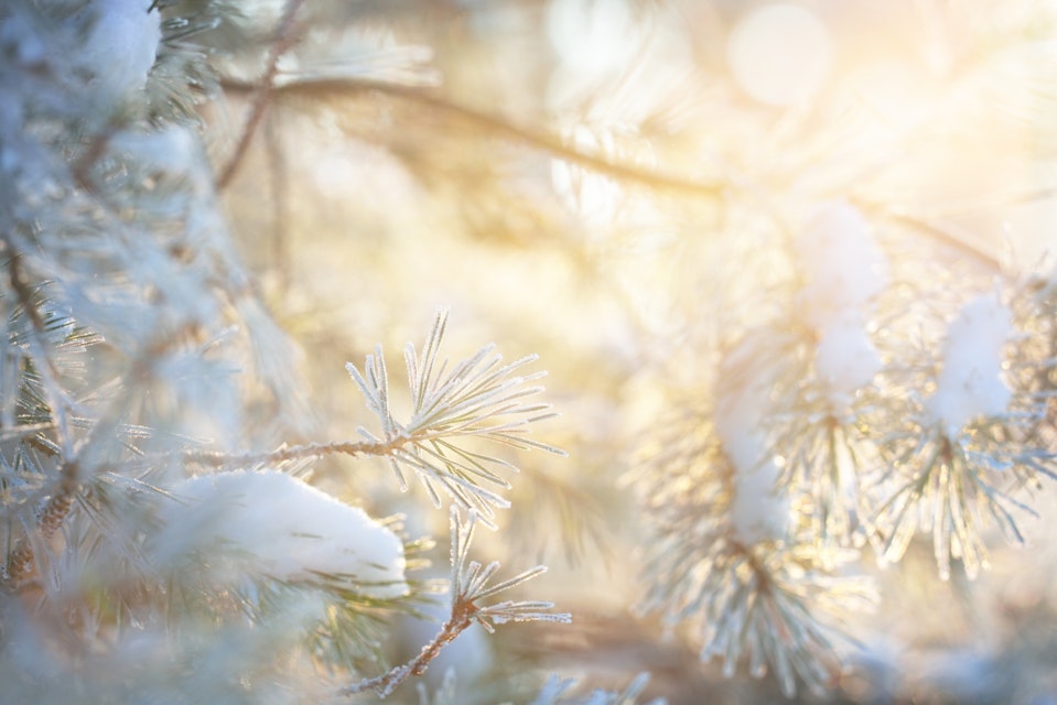 Sun shining on a snowy tree