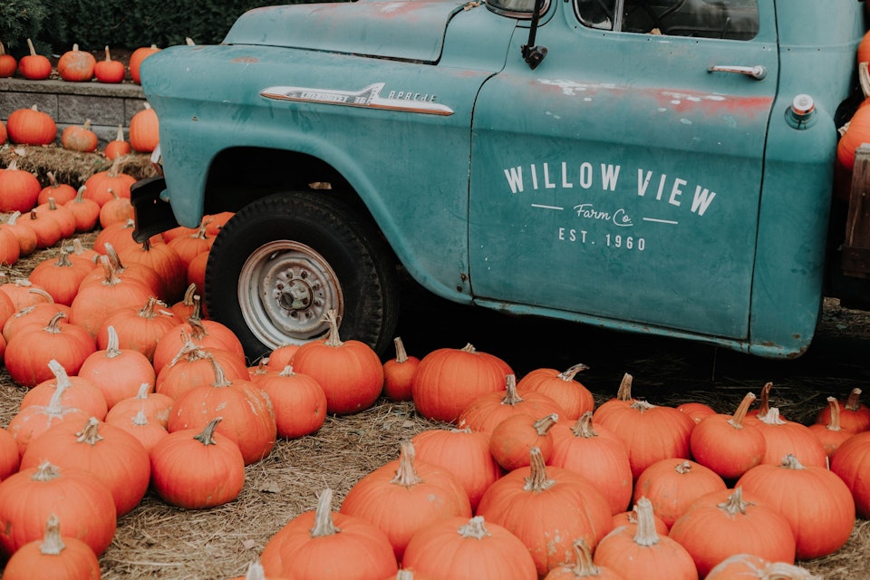 Pumpkin patch with truck in the background