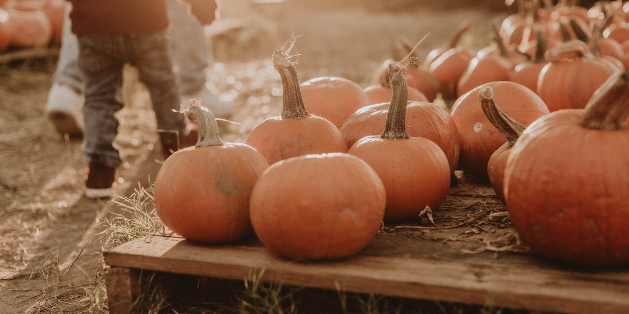 Pumpkin patch season is here! A small child walking in a pumpkin patch