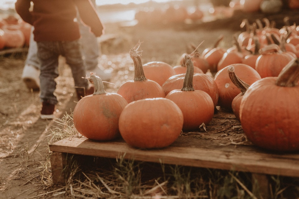 A small child walking in a pumpkin patch