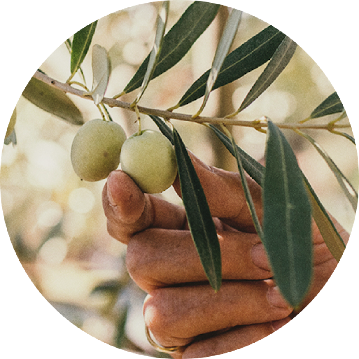 Lifesum Mediterranean diet Lifesum