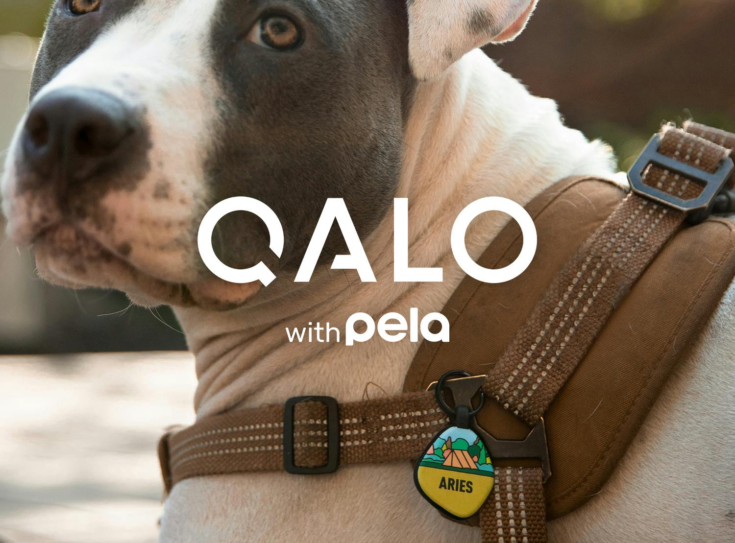 Qalo with Pela - Dog with dogtag labelled Aries