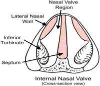 internal nasal valve