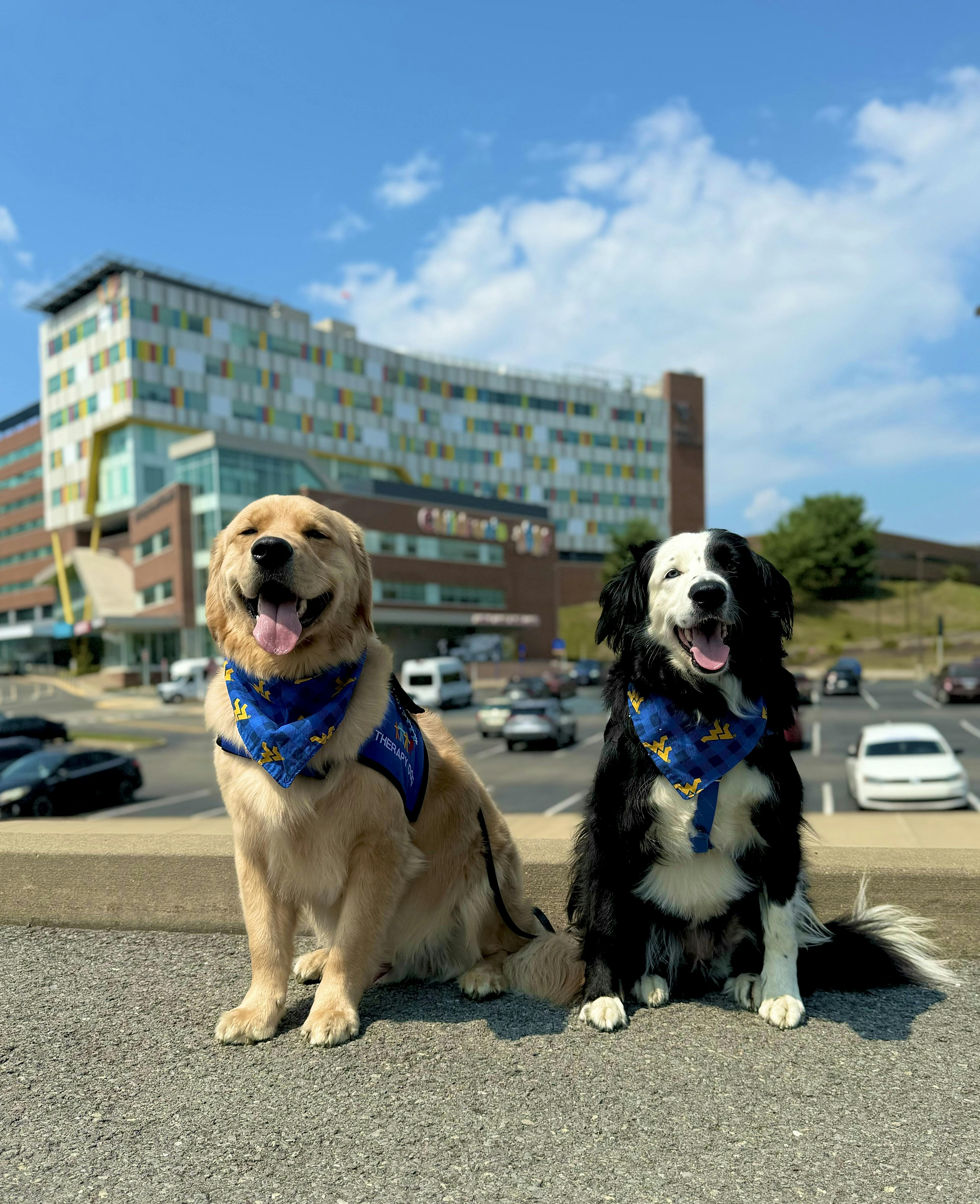 Pawsitive Impact: The Role of a Facility Therapy Dog 
