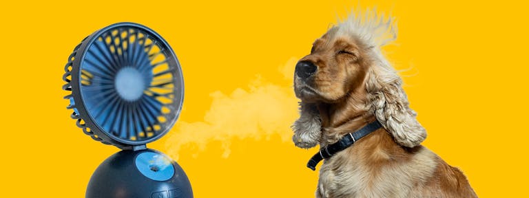 Hund sidder foran ventilator