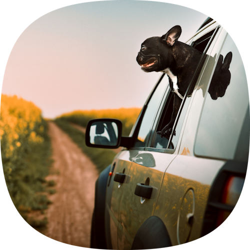 Dog with head out the window