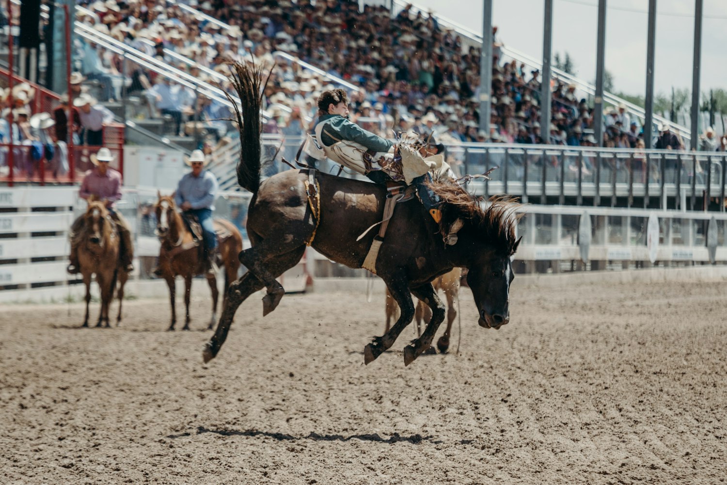 Cover Image for “Rodeo Queens” Amazon Comedy Series to Star Dakota Johnson 