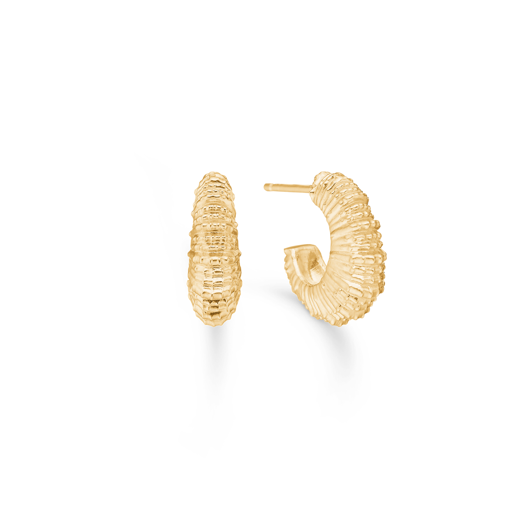 Seashell Secrets Medium Hoops