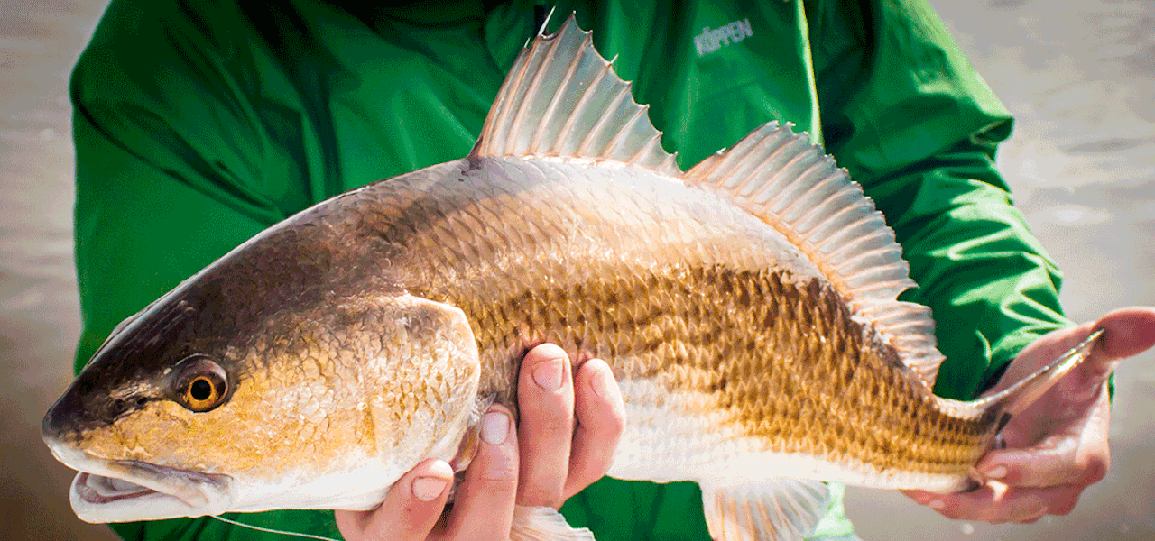 Nice redfish