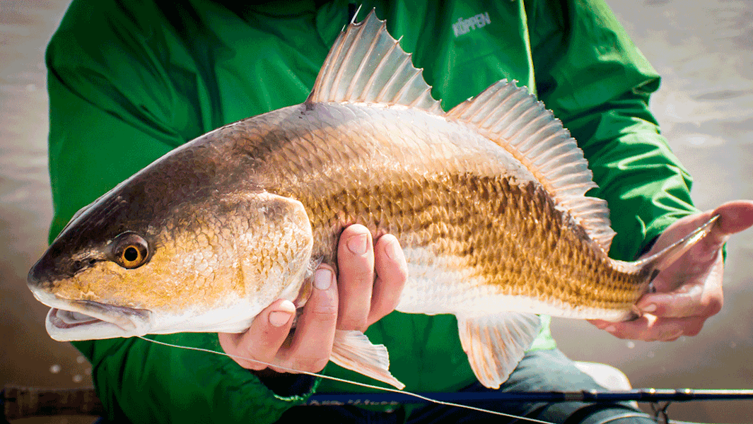 Nice redfish